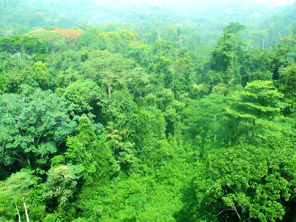 La forêt où passe le train