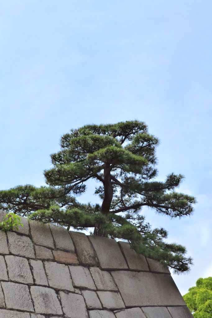 Un arbre sur l'ancienne enceinte du Palais Impérial de Tokyo