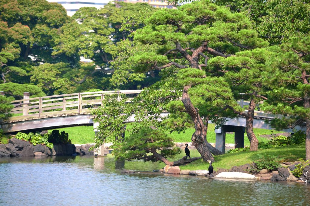 Pont du Jardin Hamarikyu de Tokyo