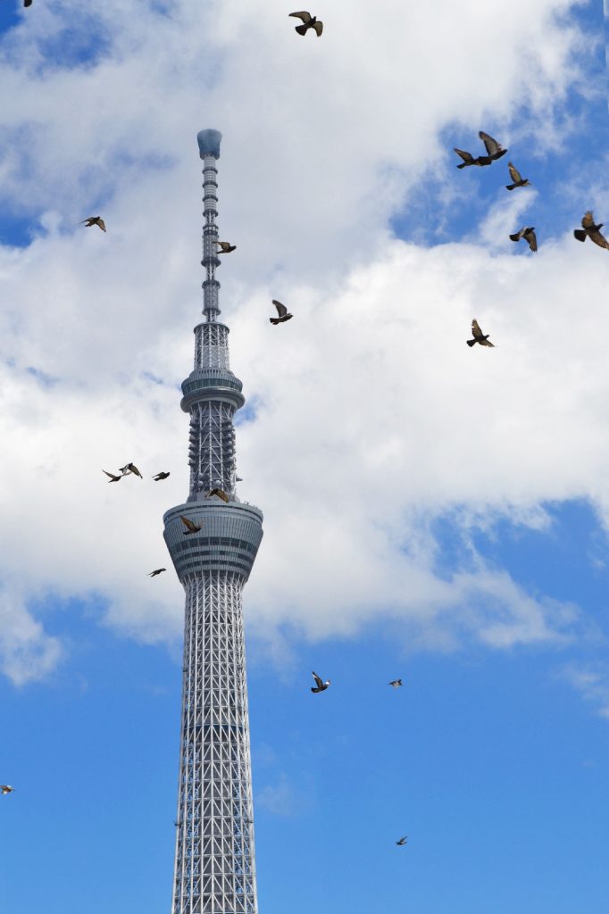 La Tokyo SkyTree et des pigeons
