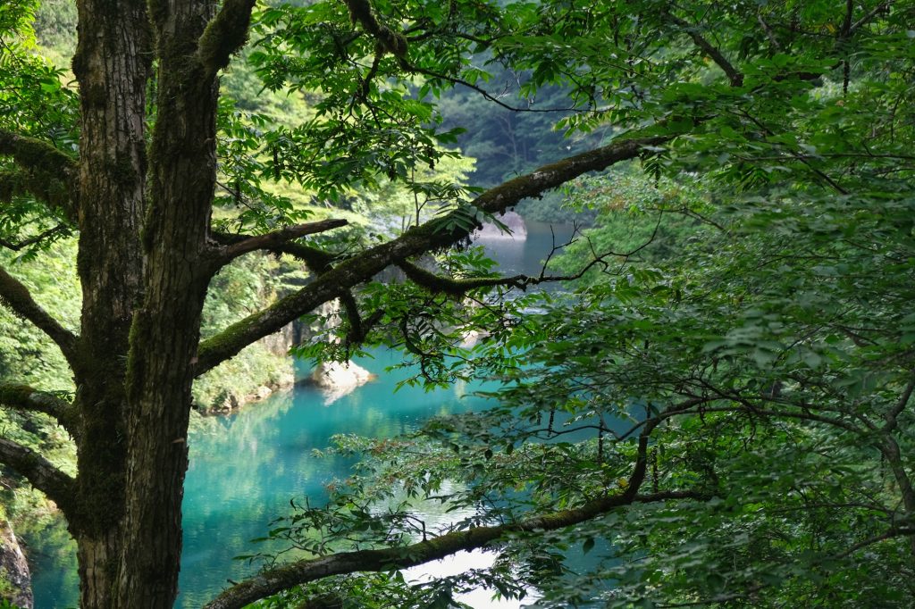 L'eau des gorges de Dakigaeri à travers les arbres