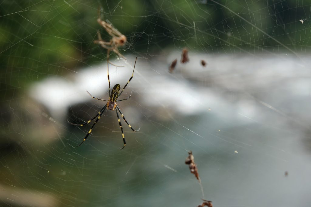 Beaucoup d'araignées sur les ponts