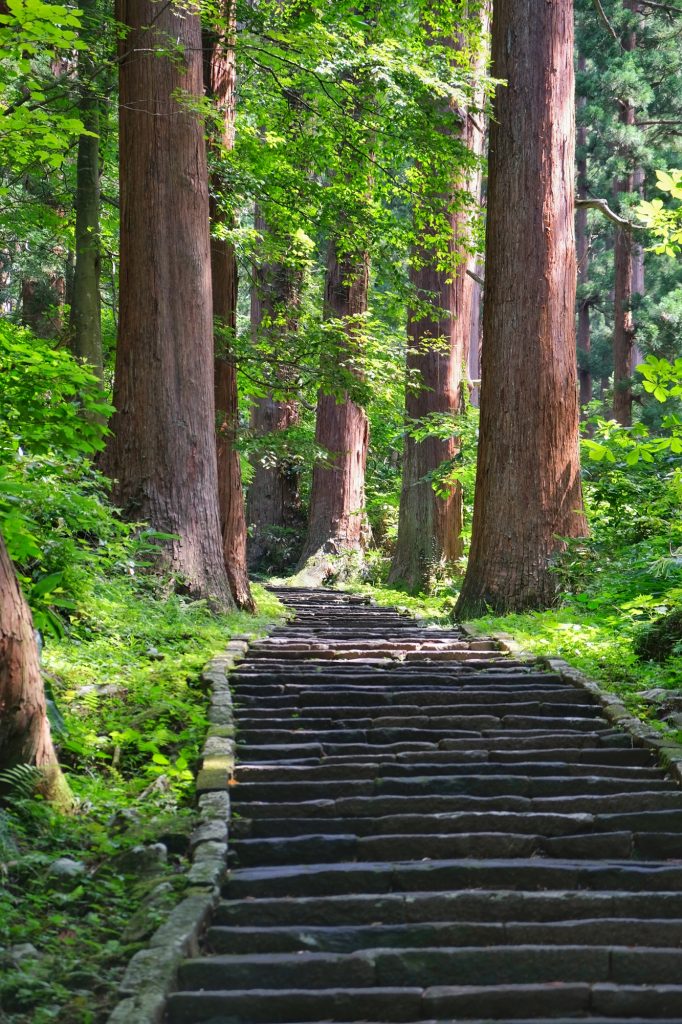 Les cèdres bordent le sentier du Mont Haguro