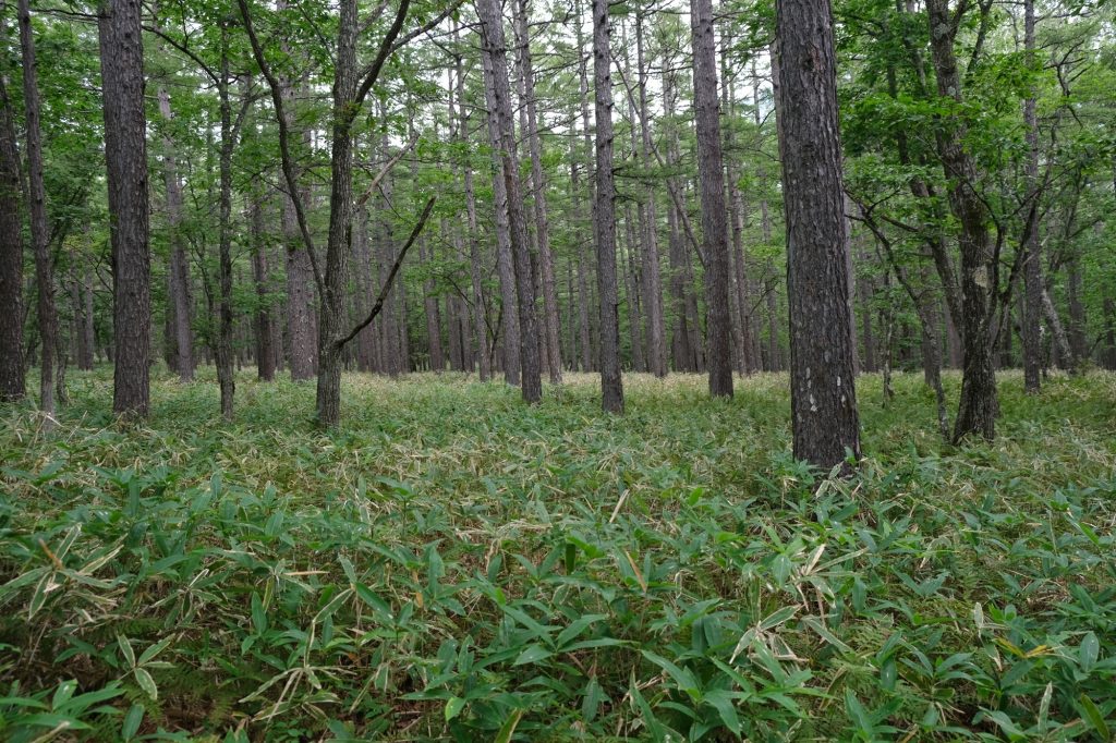 Les chemin en sous-bois au bord de la rivière Yu