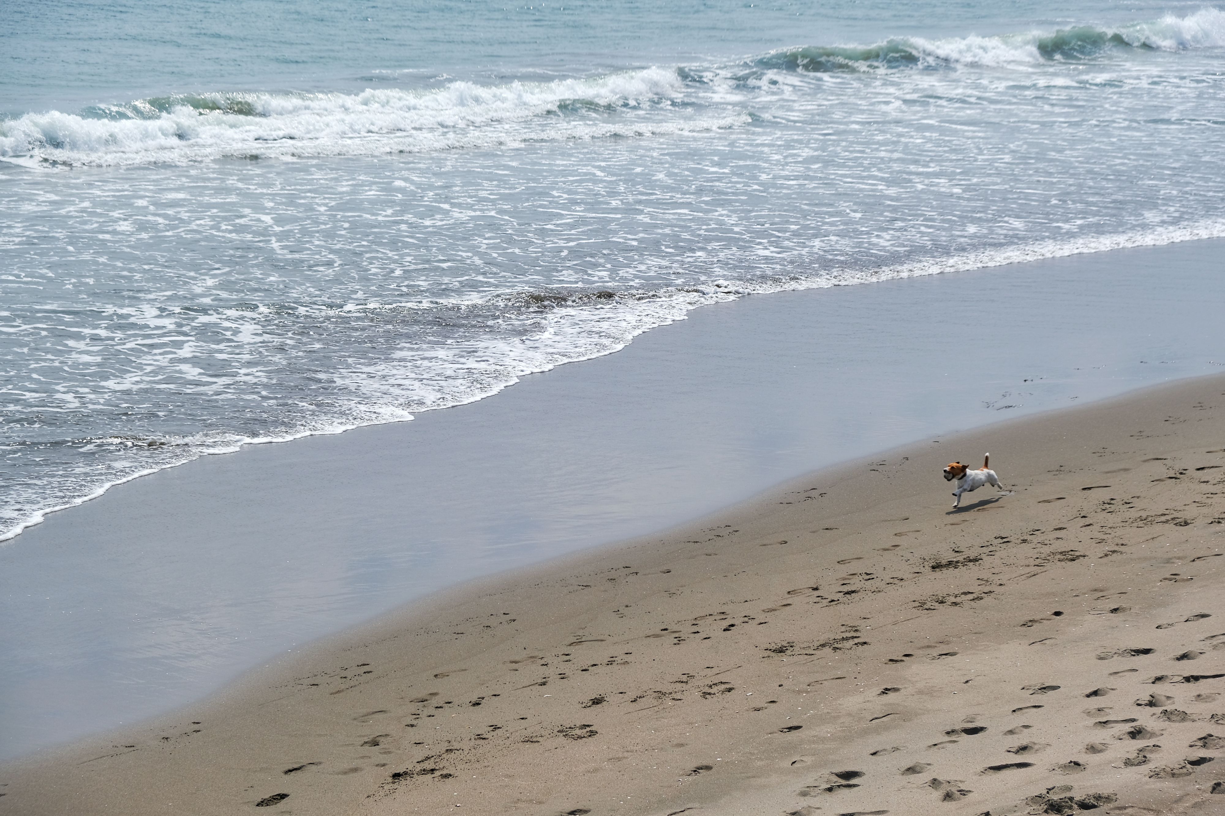 Chien qui court en bord de plage