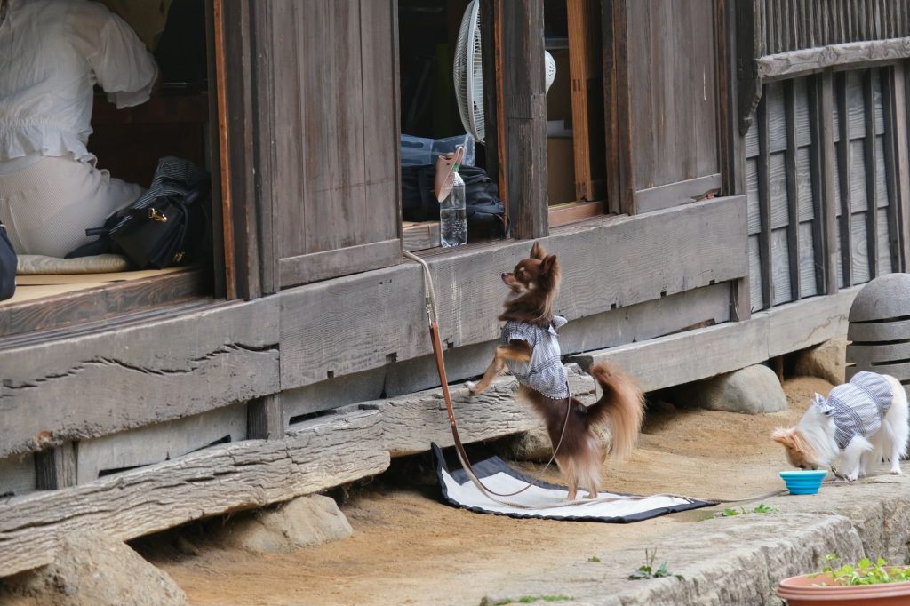Un chien quémande de la nourriture dans un restaurant d'Ouchi-juku