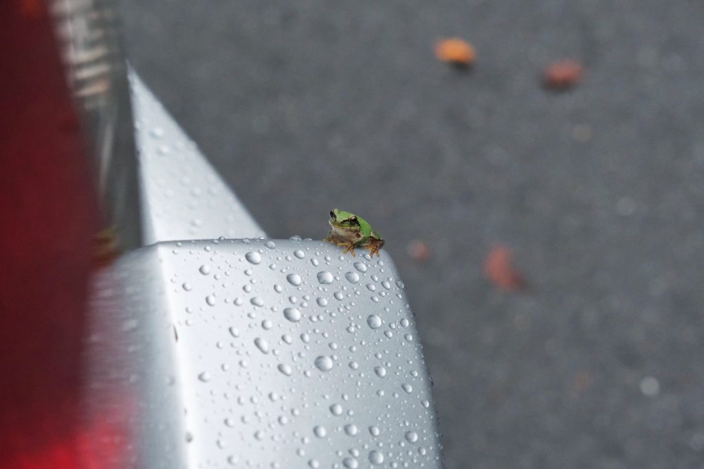 Une grenouille profite de notre voiture