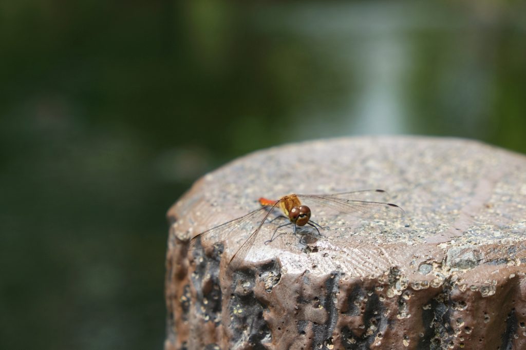 Une libellule du lac Yunoko