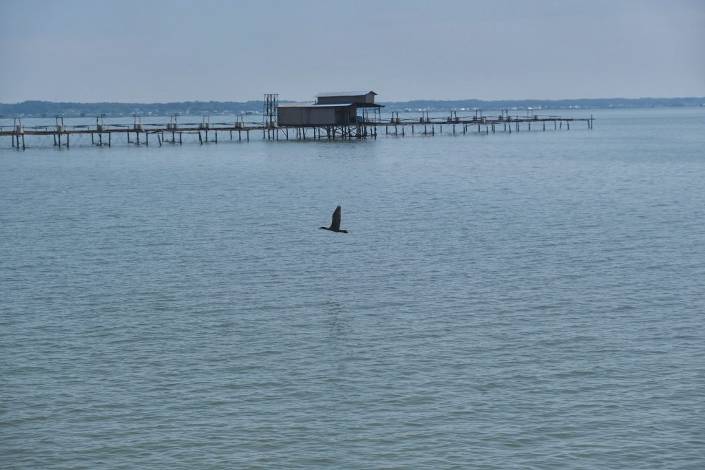 Un oiseau prend son envol au dessus du lac Kasumigaura