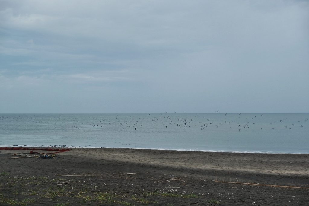 Des oiseaux s'envolent au dessus de la mer - péninsule de Chiba