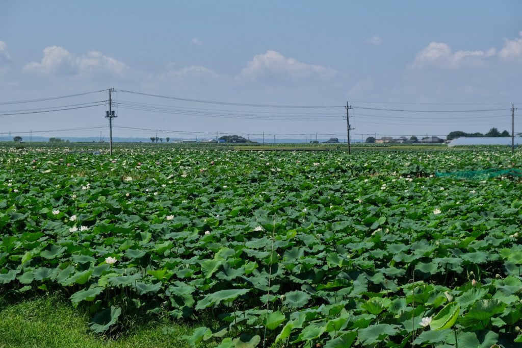 Une plantation de nénuphars