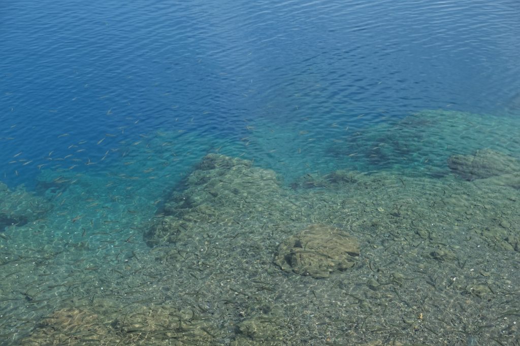 Les poissons dans les eaux bleues du lac Tazawa