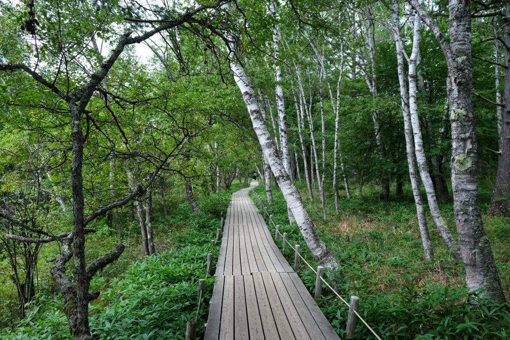 Le chemin en bois passant dans les marais de Senjogahara