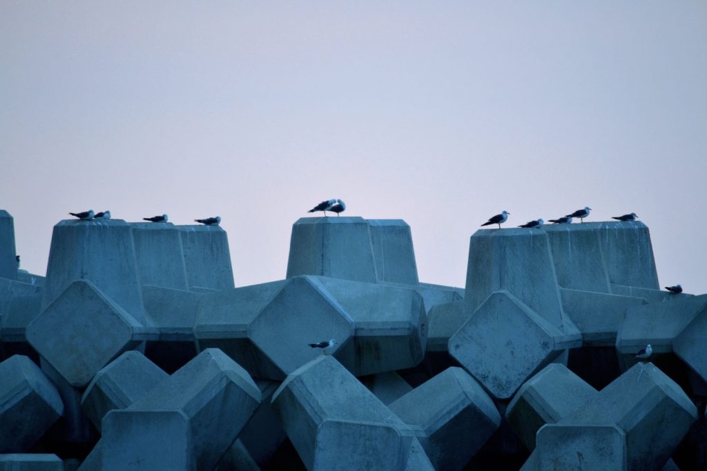 Les mouettes sur les blocs de béton anti-tsunami