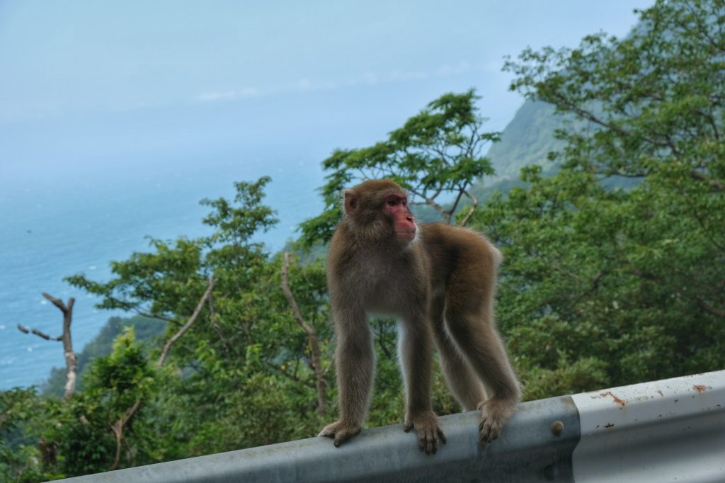 Un singe de la péninsule d'Izu