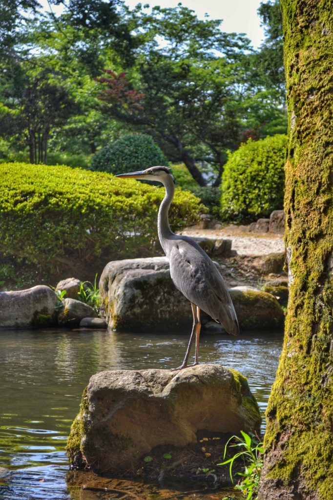 Un héron dans le parc de Matsukawa à Toyama