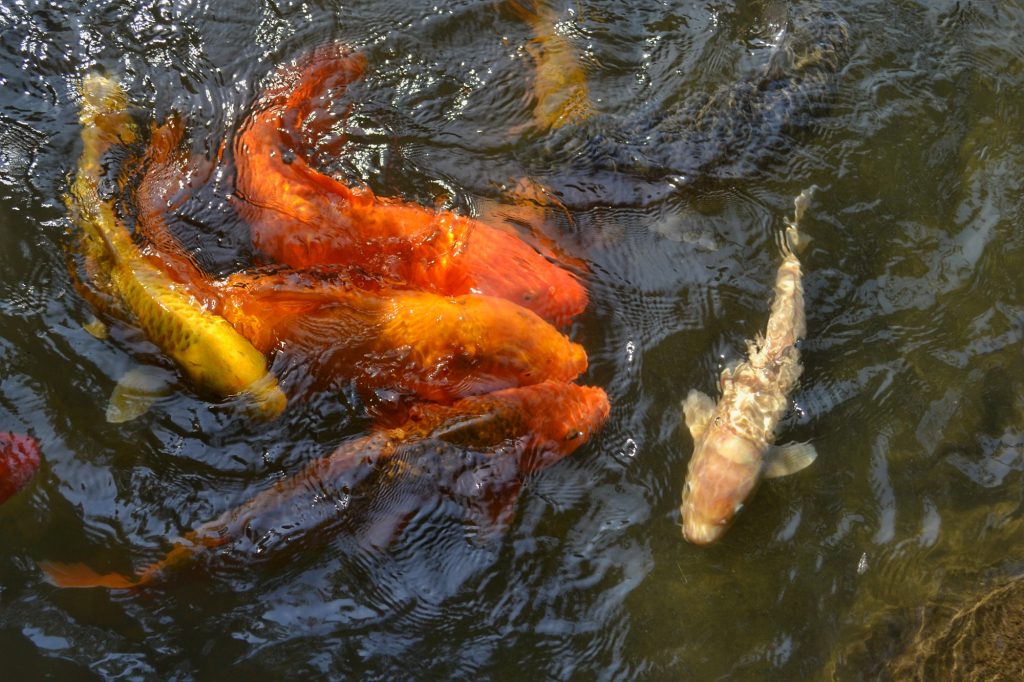 Les carpes du parc Matsukawa
