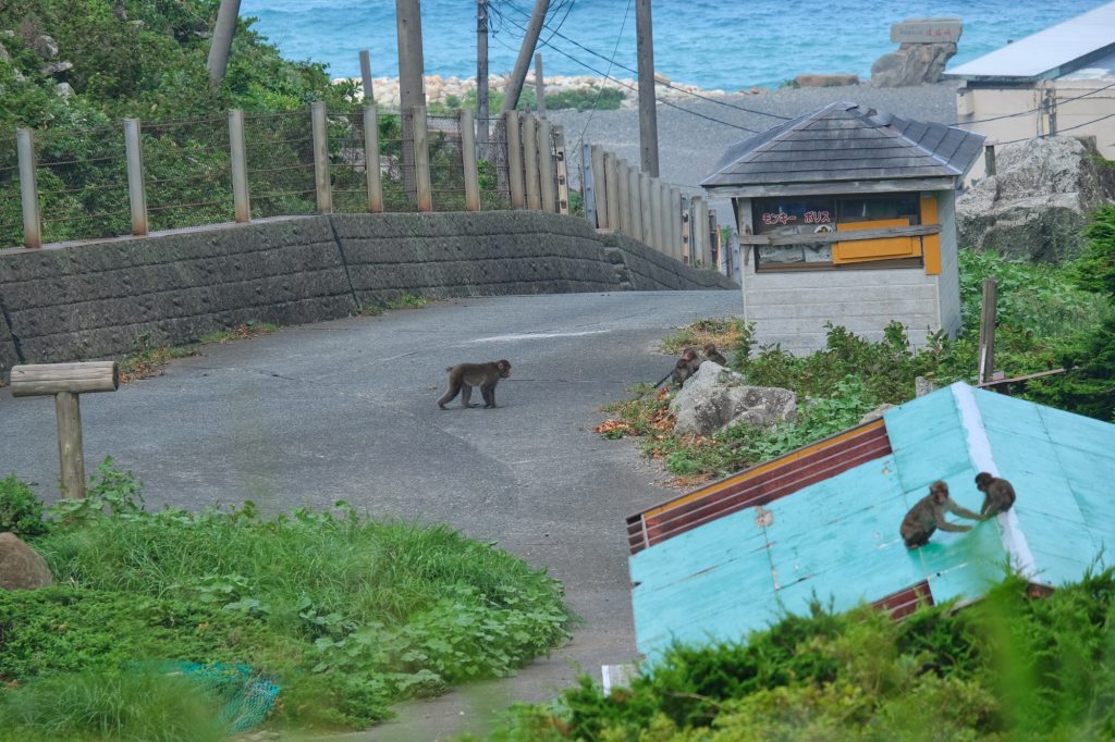 Le parc protégé pour les singes dans la péninsule d'Izu