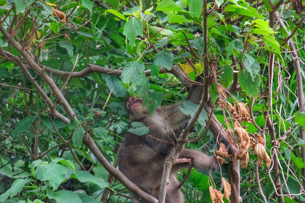Un singe caché dans les arbres dans la péninsule d'Izu