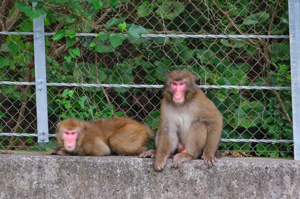 Les singes agressifs