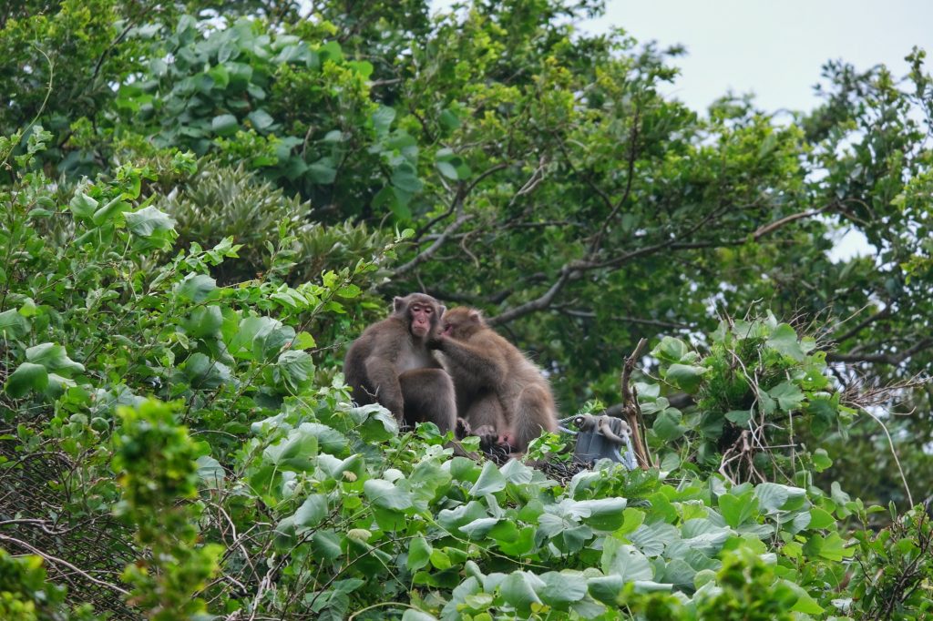 Deux singes dans un arbre dans la péninsule d'Izu