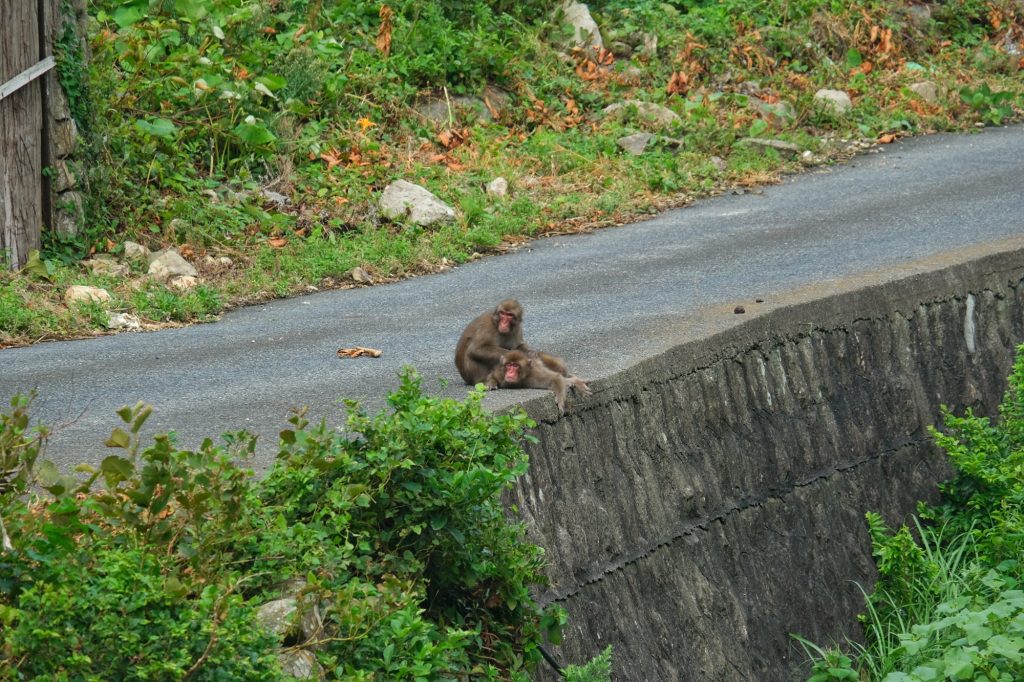 Deux singes sur la route