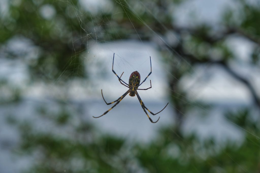 Une araignée sur la route entre Kanazawa et Kyoto