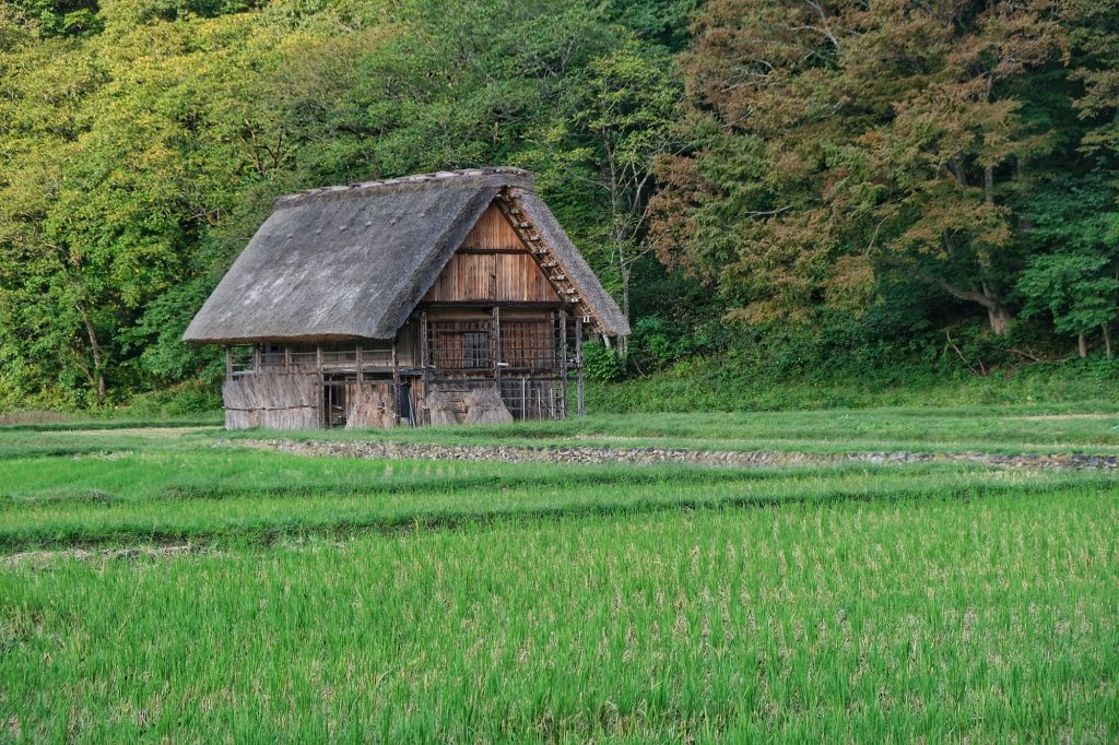 Maison et rizière à Ogimachi, Shirakawa-Go