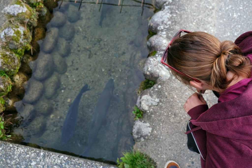 Claire regarde les poissons passer à Ogimachi