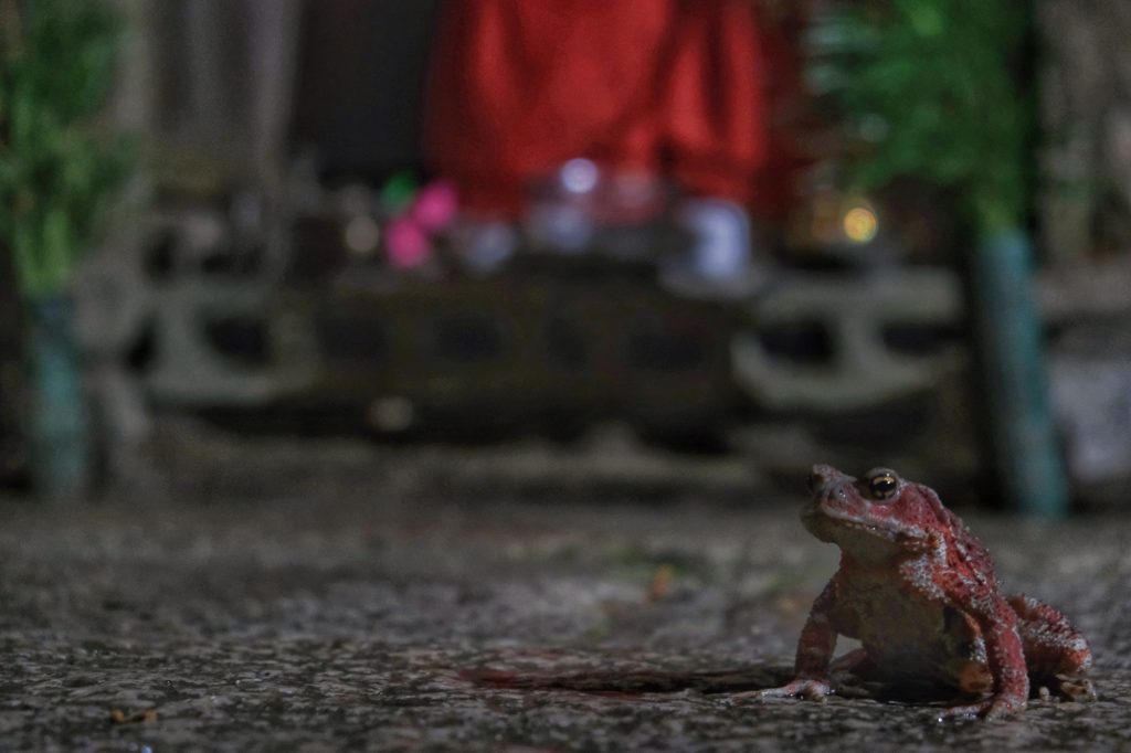 Un crapaud dans le cimetière Oku-no-in