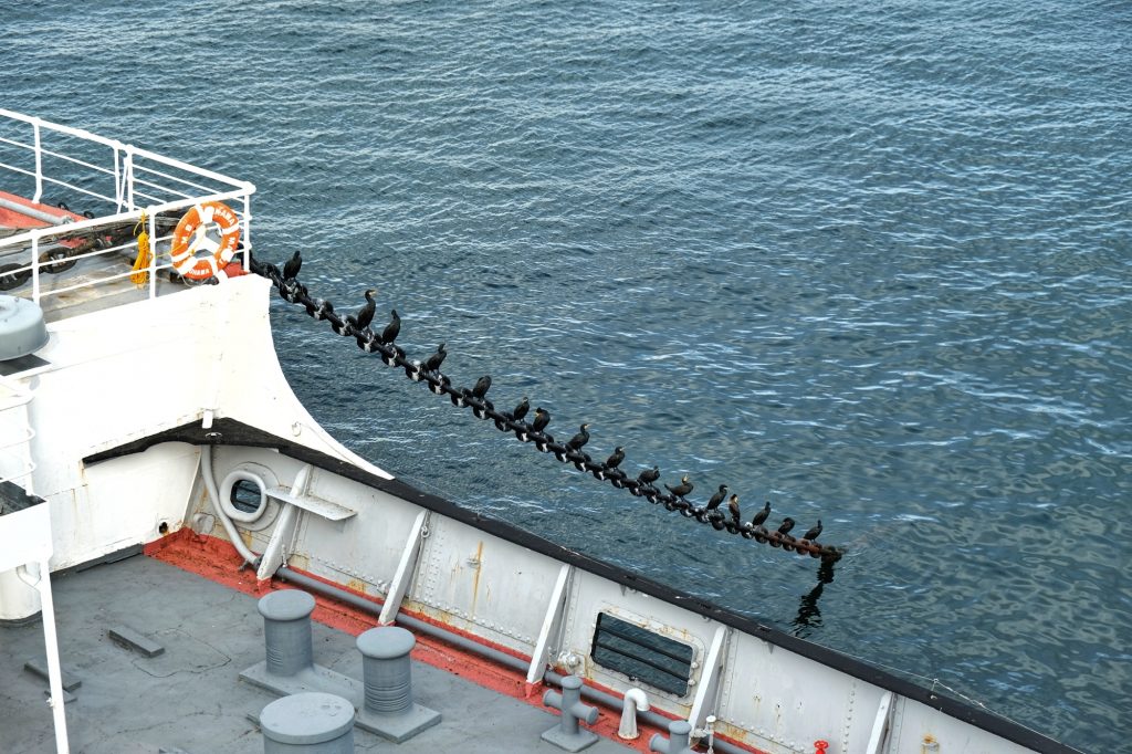 Des oiseaux sur la chaîne de l'ancre du Hikawa Maru