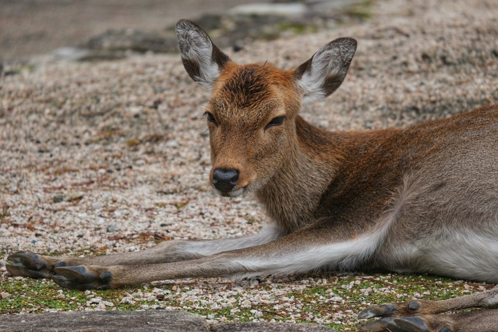 Un daim se repose sur l'île de Miyajima