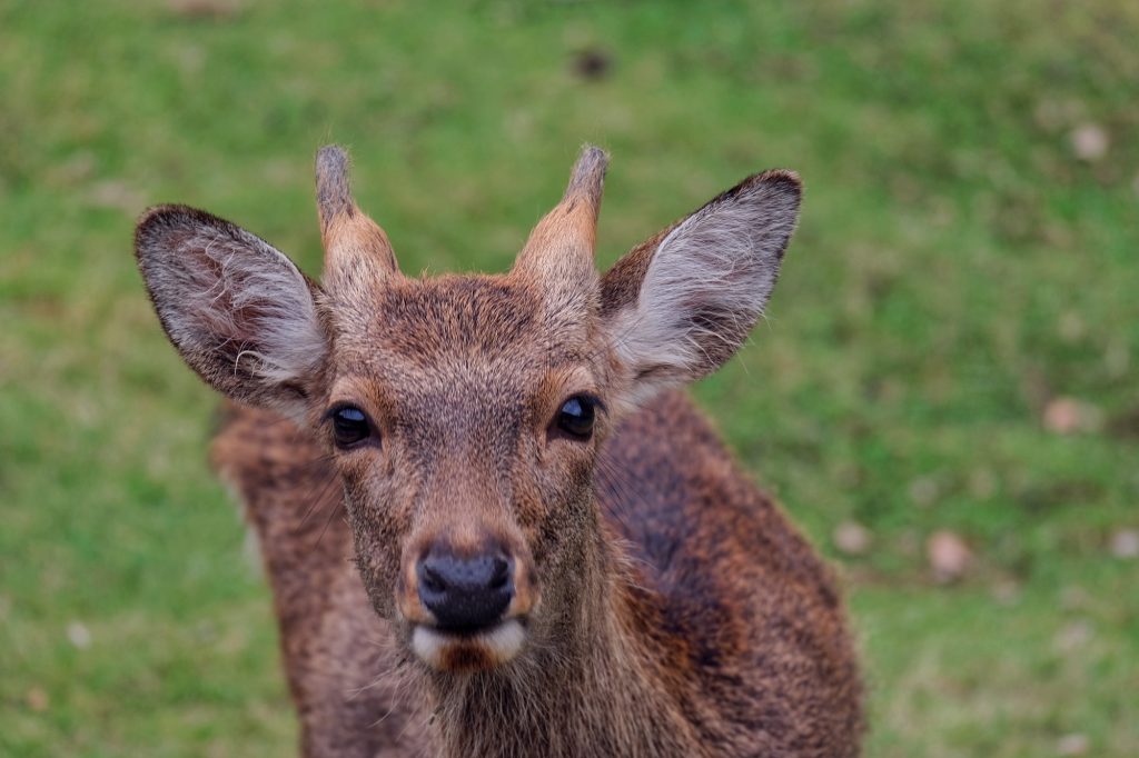 Un daim à Nara