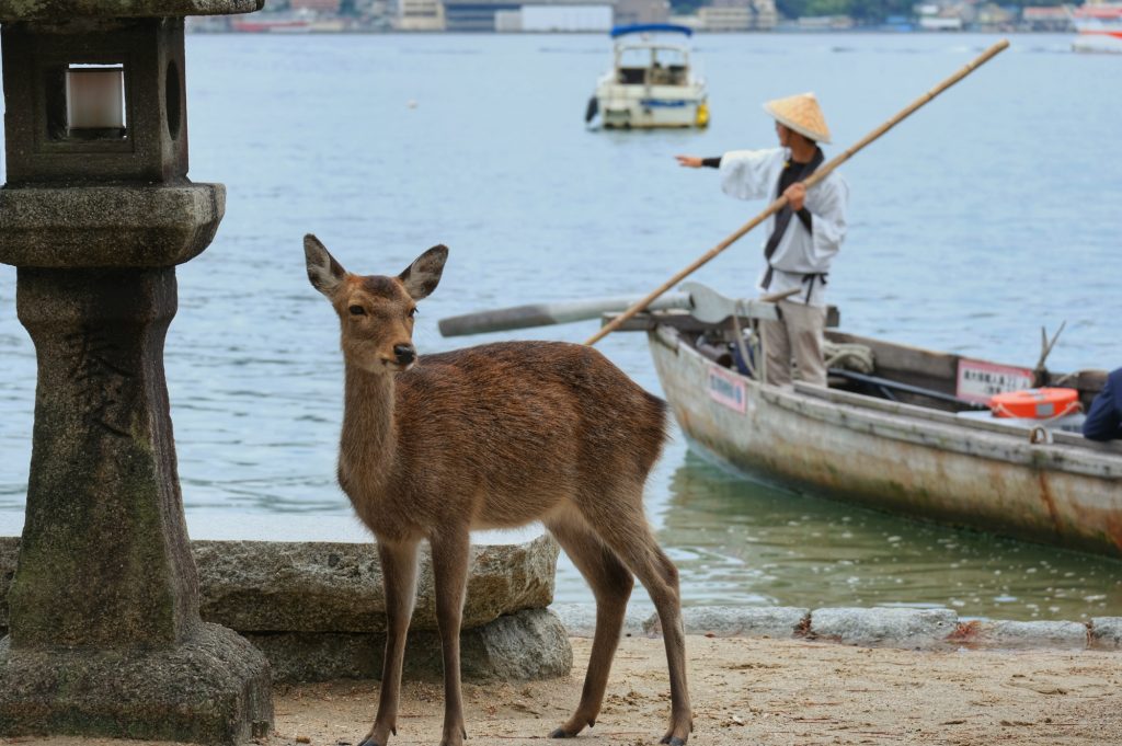 Un daim au bord de l'eau sur l'île de Miyajima
