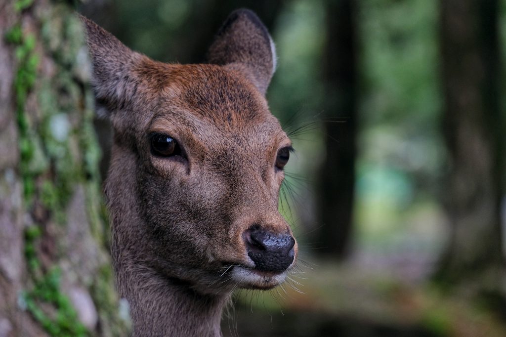 Une daine de Nara