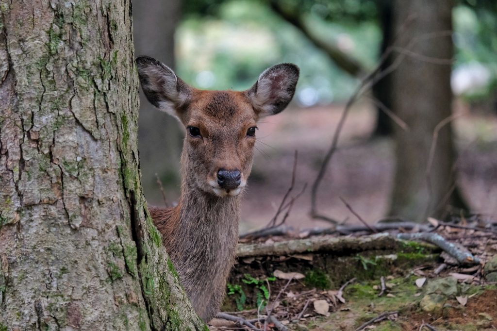 Une daine de Nara