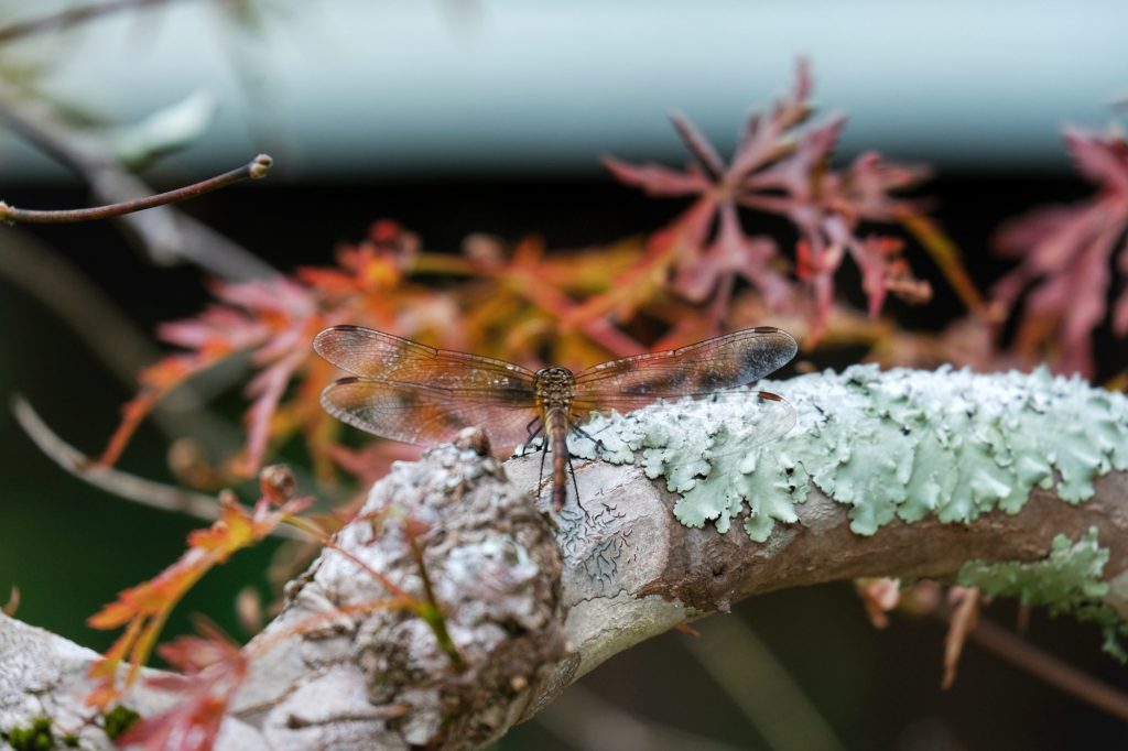 Une libellule sur l'île de Miyajima
