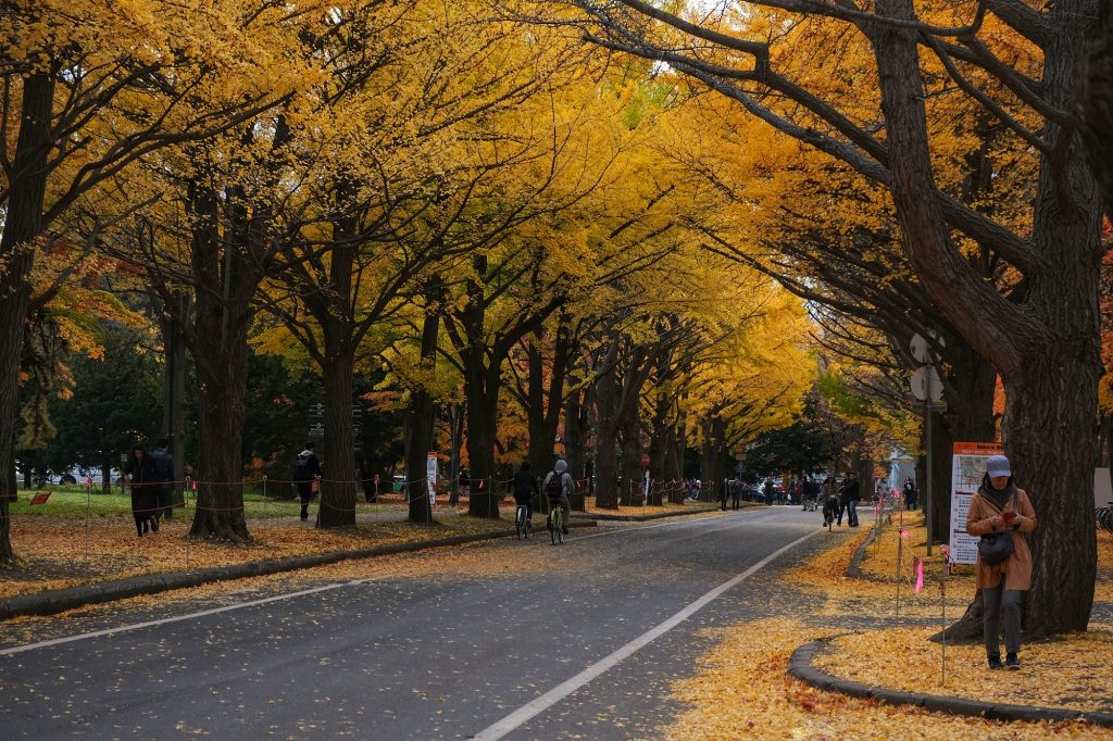 L'allée de ginkgos de l'université de Hokkaido à Sapporo