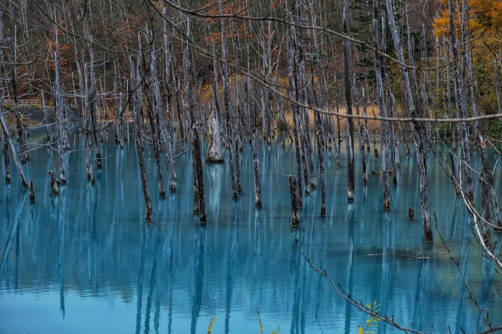 Les arbres qui sortent de l'étang bleu