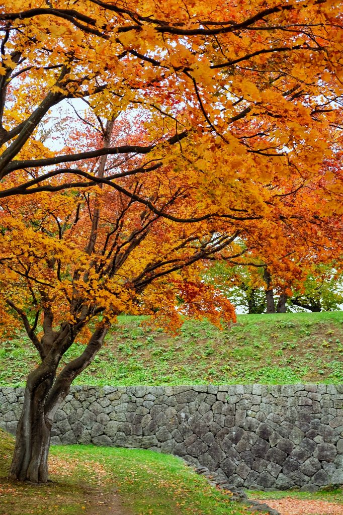 Les arbres du Goryokaku à Hakodate