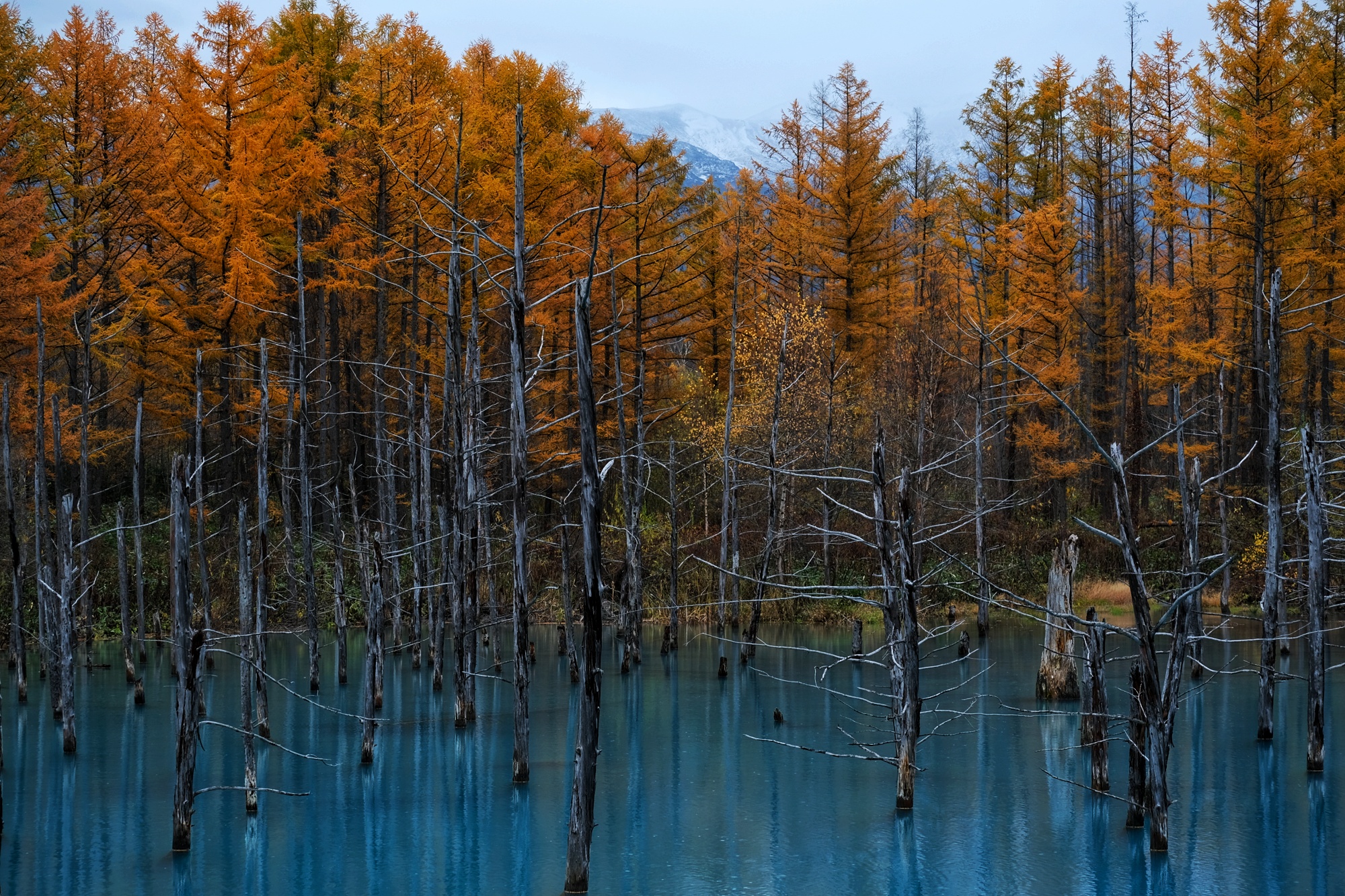 Les arbres autour de l'étang bleu