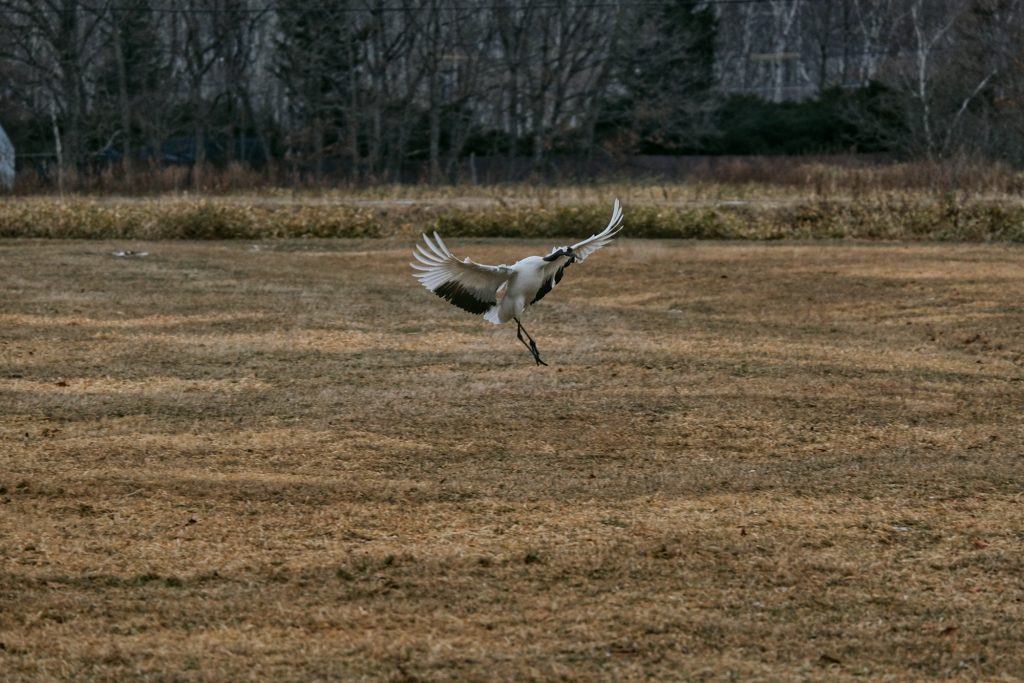 Atterrissage d'une grue à Tsurui
