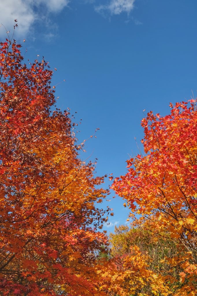Les feuilles d'automne dans le parc Maruyama à Sapporo
