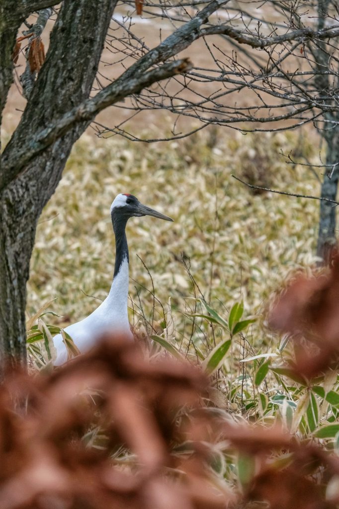 Une grue au sanctuaire de Tsurui