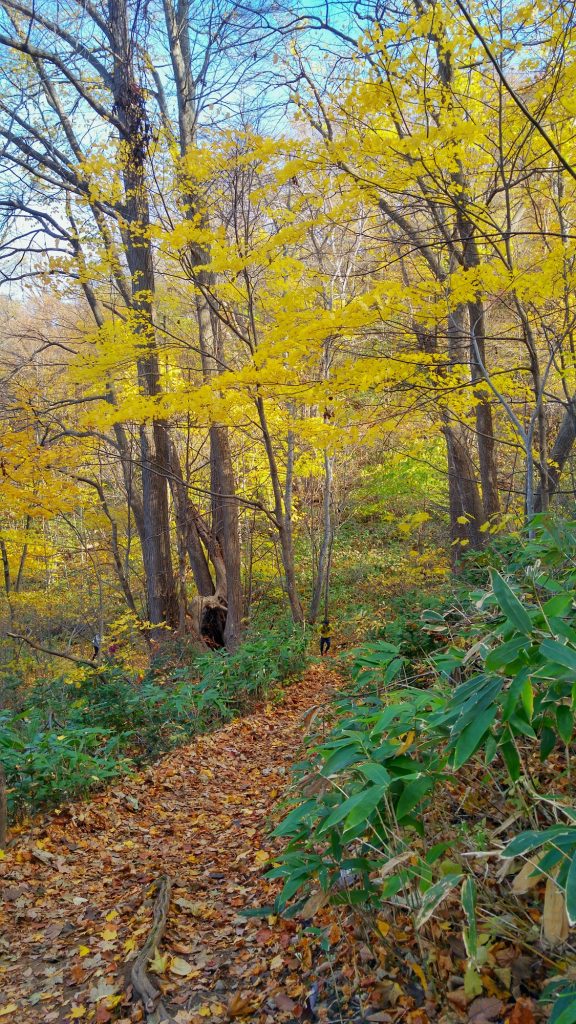 Le chemin de la montagne Moiwayama à Sapporo