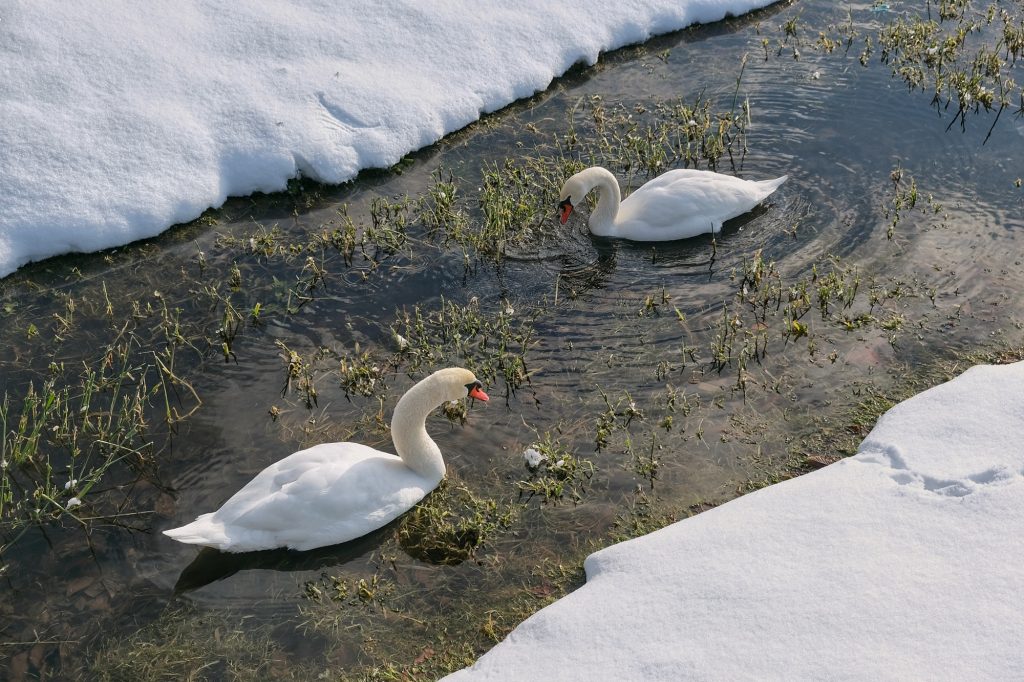Des cygnes du lac Toya
