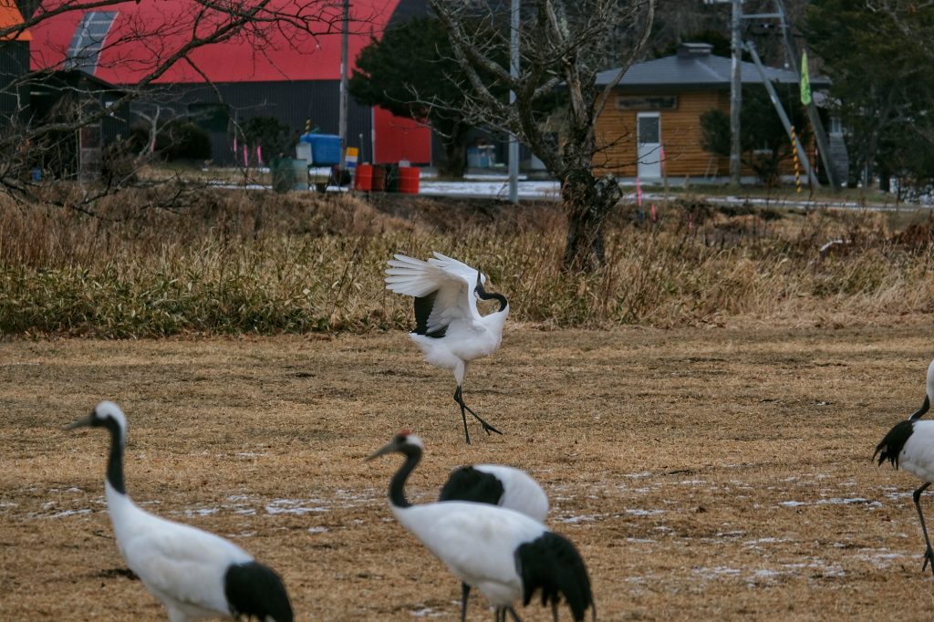 Une grue en pleine