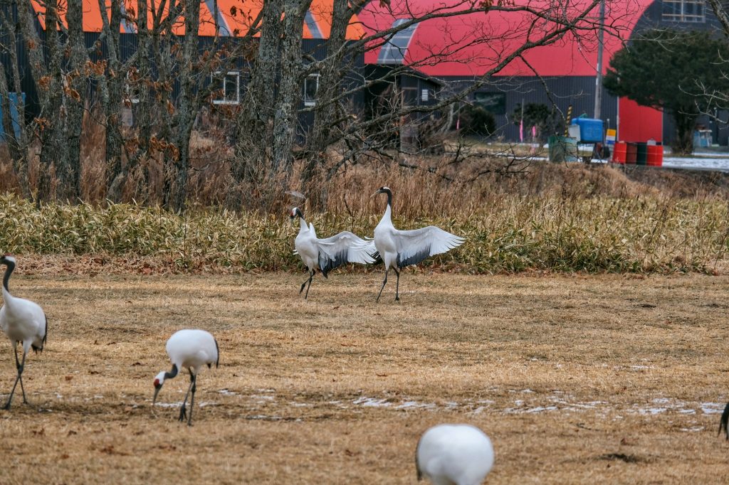 Les grues de l'île de Hokkaido en plein atterrissage