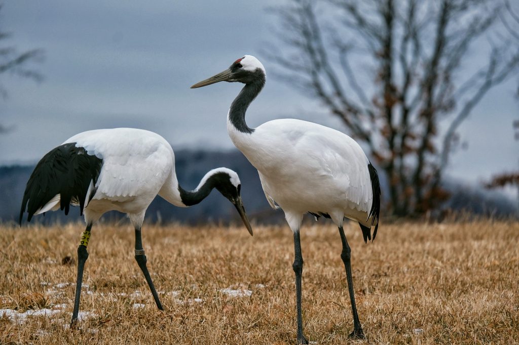 Deux grues dans le sanctuaire de Tsurui
