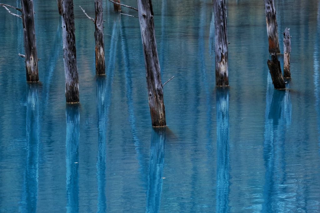 Les arbres plongés dans l'étang bleu de Hokkaido